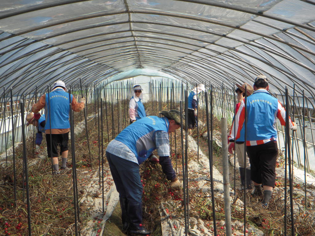 주민자치위원 수해지역 도마토 줄기 제거작업 봉사활동4