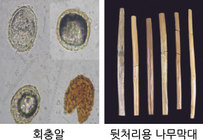 회충알, 뒷처리용 나무막대