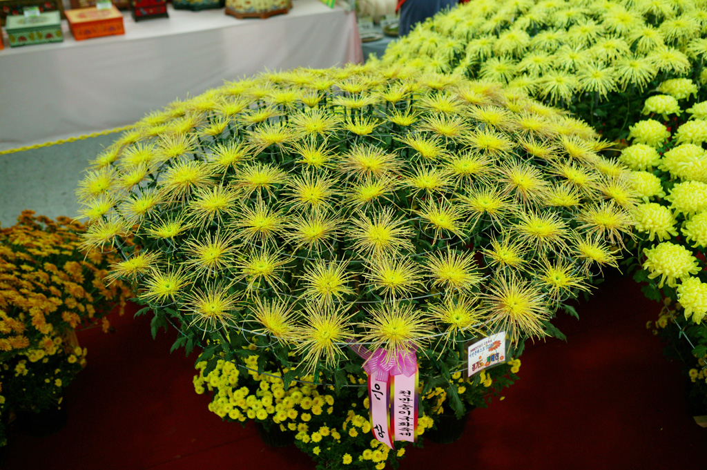 국화 사진 썸네일