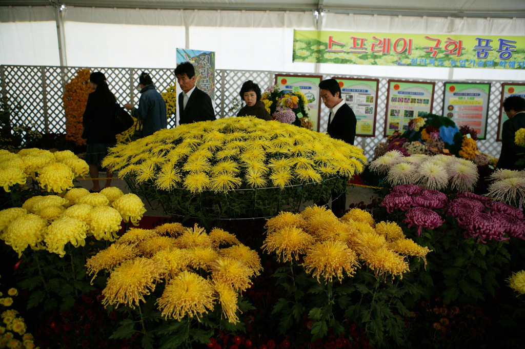 국화 사진 썸네일