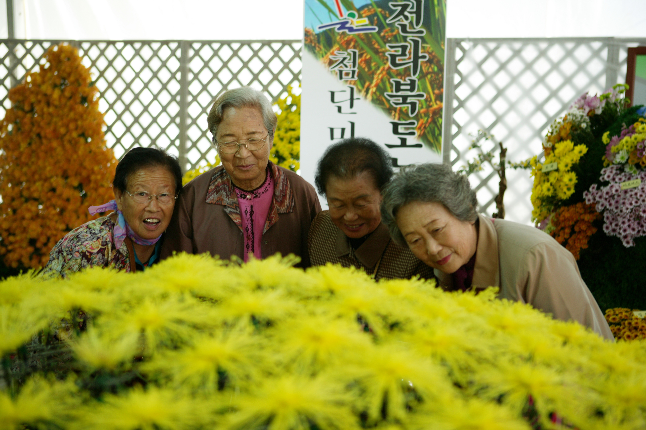 국화축제 썸네일