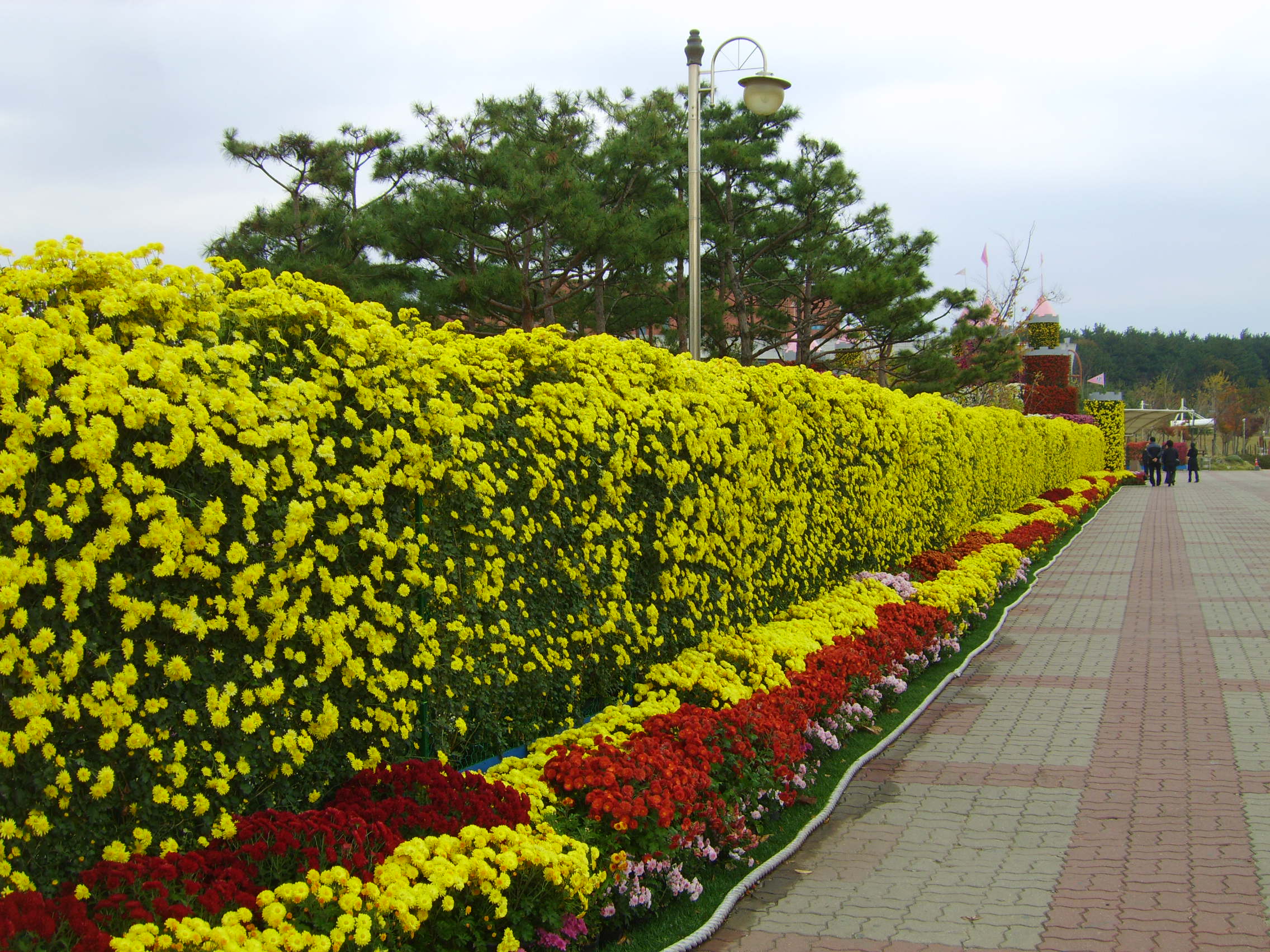 제6회익산천만송이국화축제 썸네일