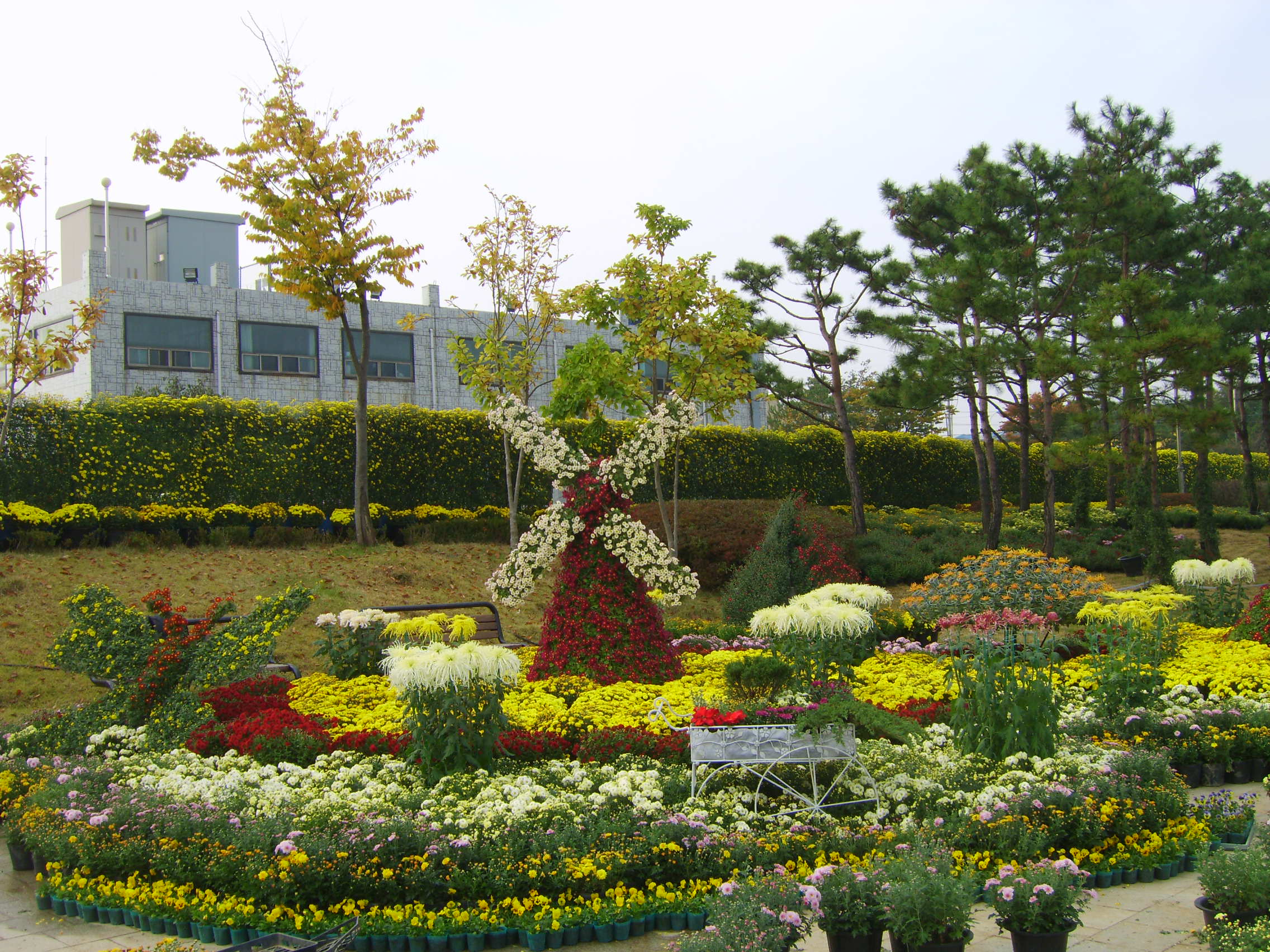 제6회 익산천만송이국화축제 썸네일