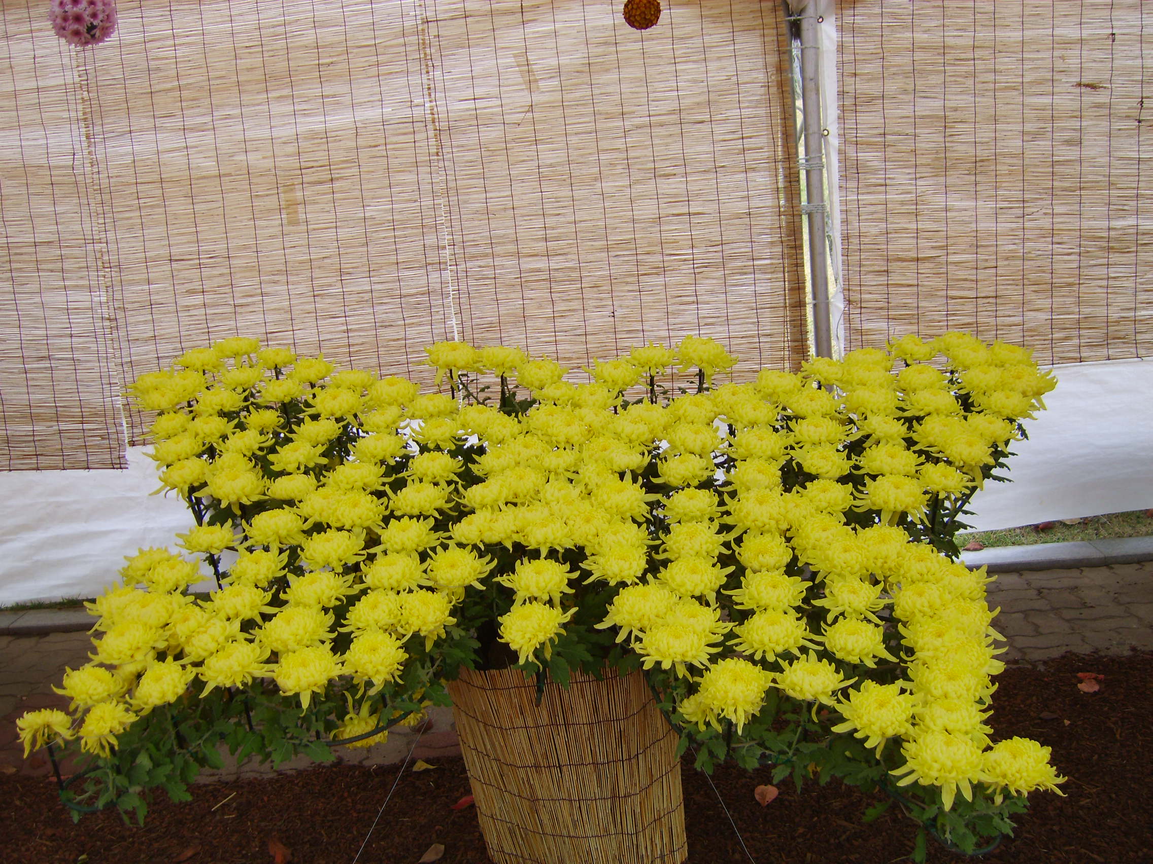 제6회 익산천만송이국화축제 썸네일