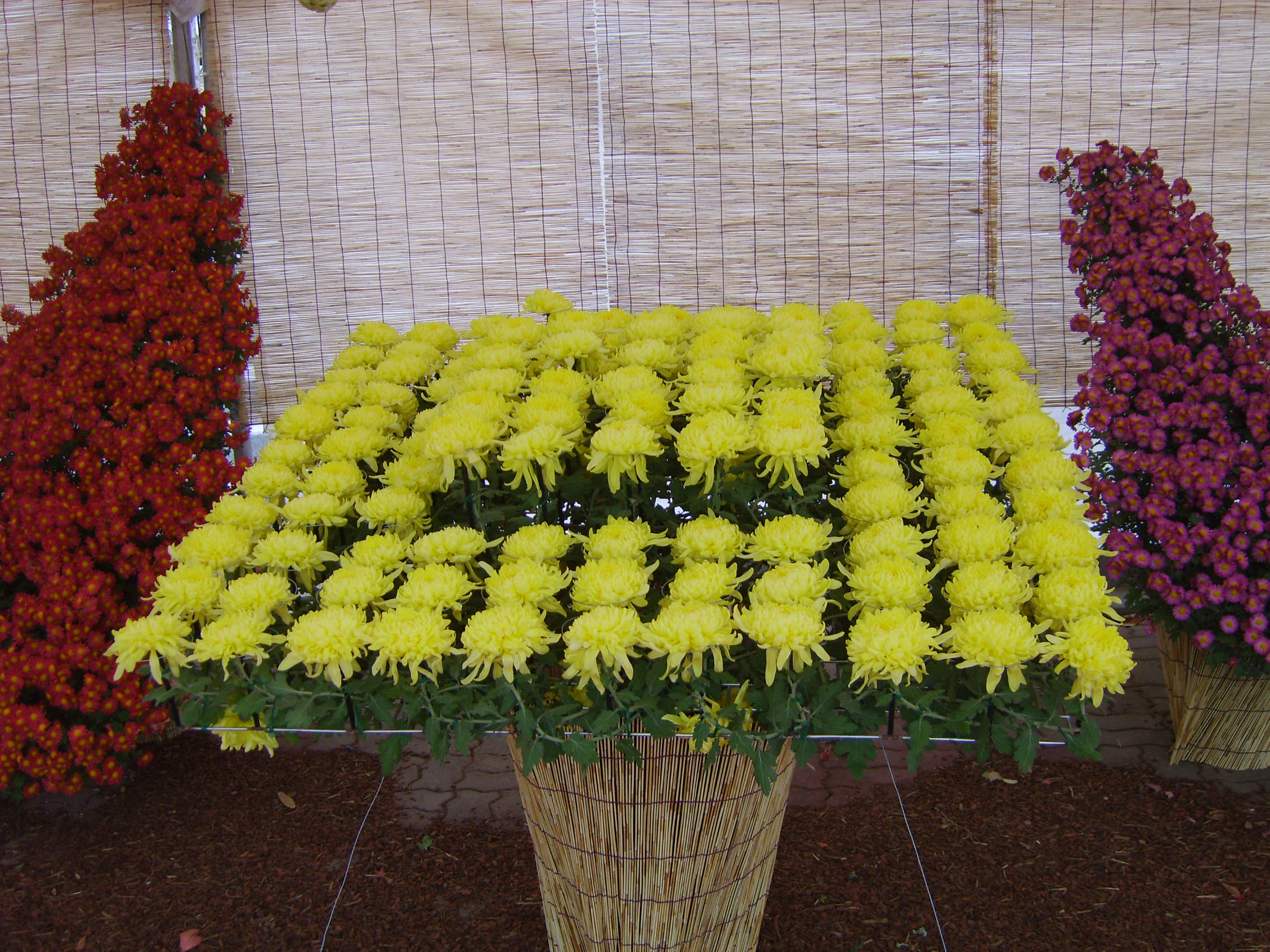 제6회 익산천만송이국화축제 썸네일