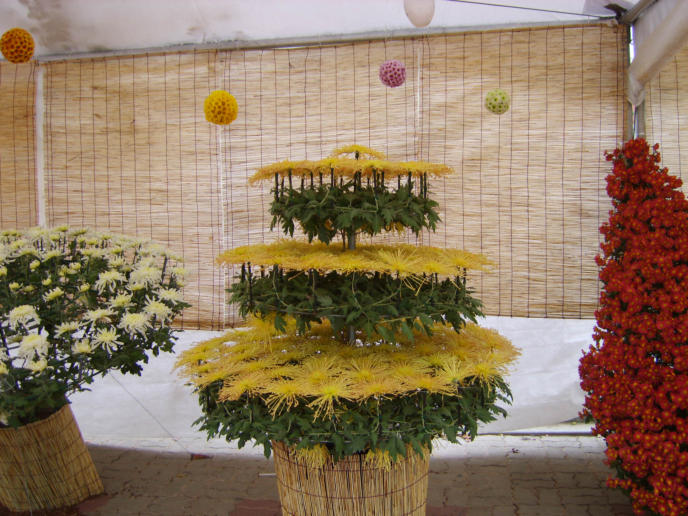 제6회 익산천만송이국화축제 썸네일