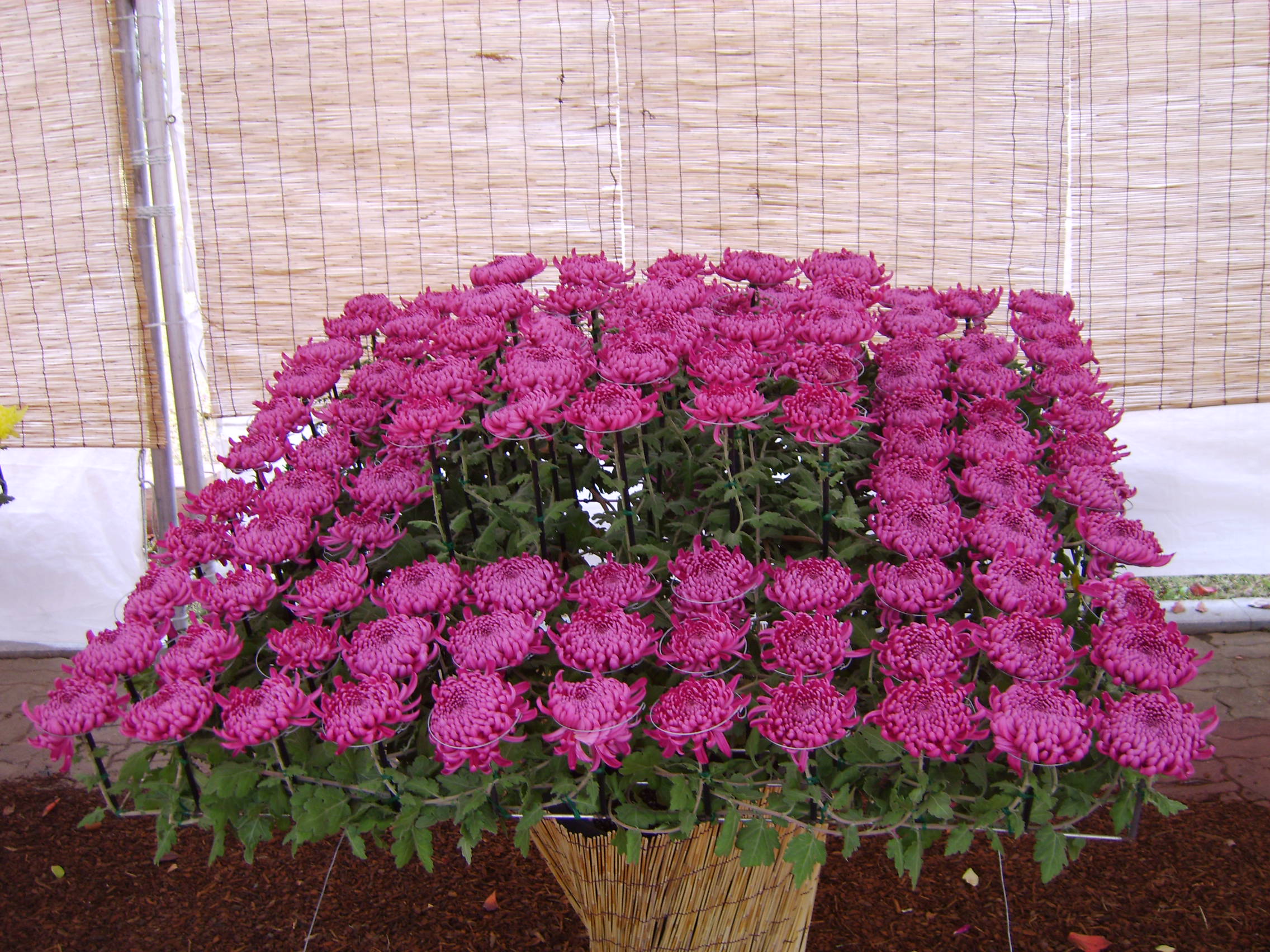 제6회 익산천만송이국화축제 썸네일