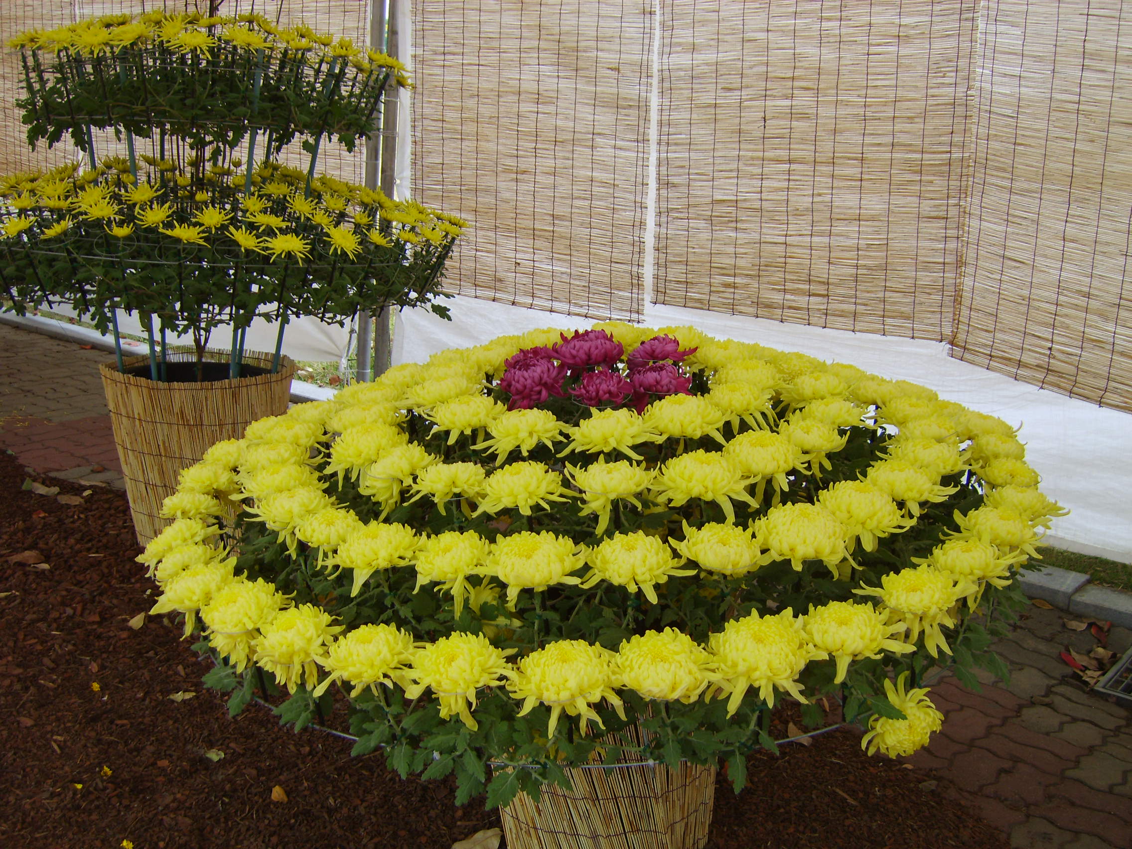 제6회 익산천만송이국화축제 썸네일