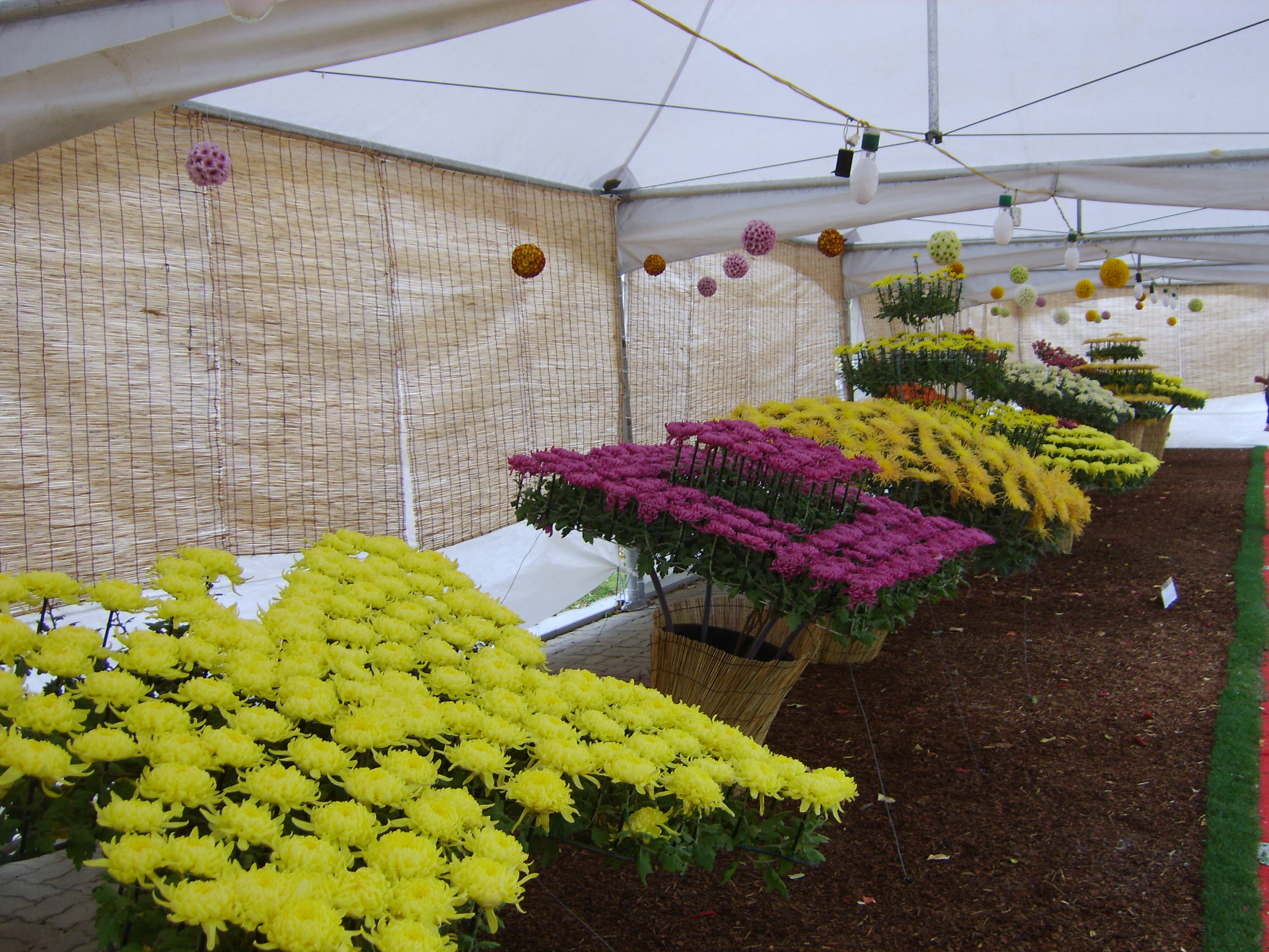 제6회 익산천만송이국화축제 썸네일