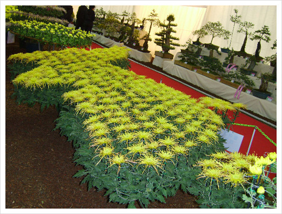 국화꽃 한반도 썸네일