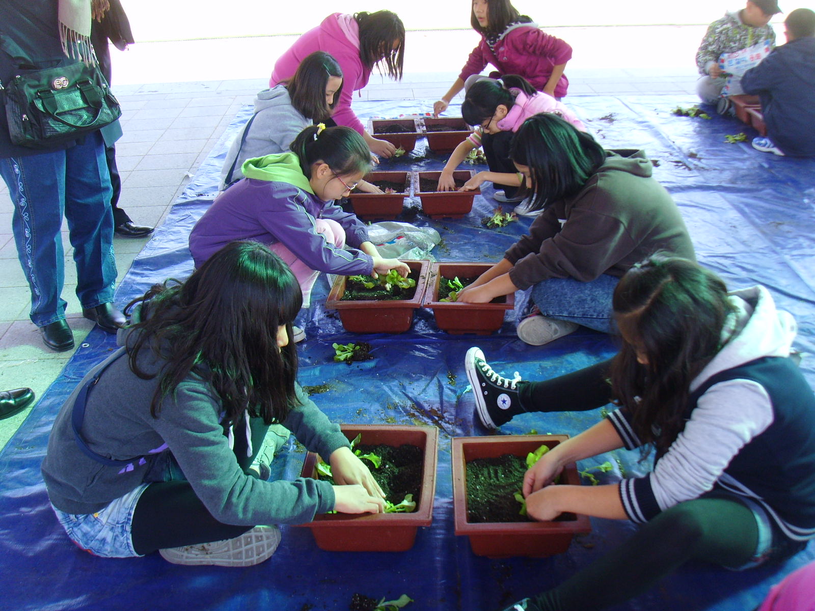 도시민 농촌체험(쌈채소 심어 가기) 썸네일