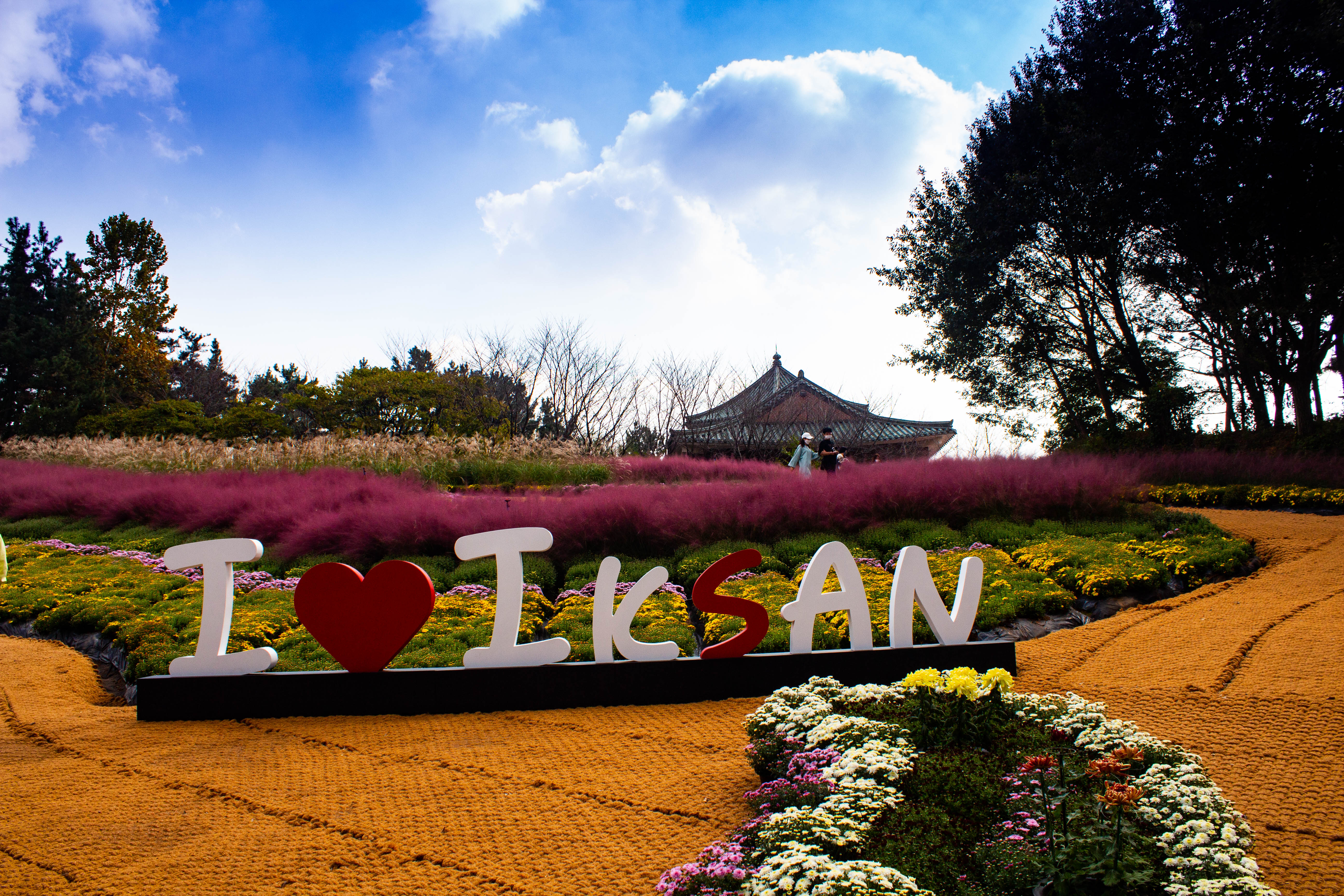 다이로움익산 국화전시 2020-행복정원_문화원 옆 썸네일