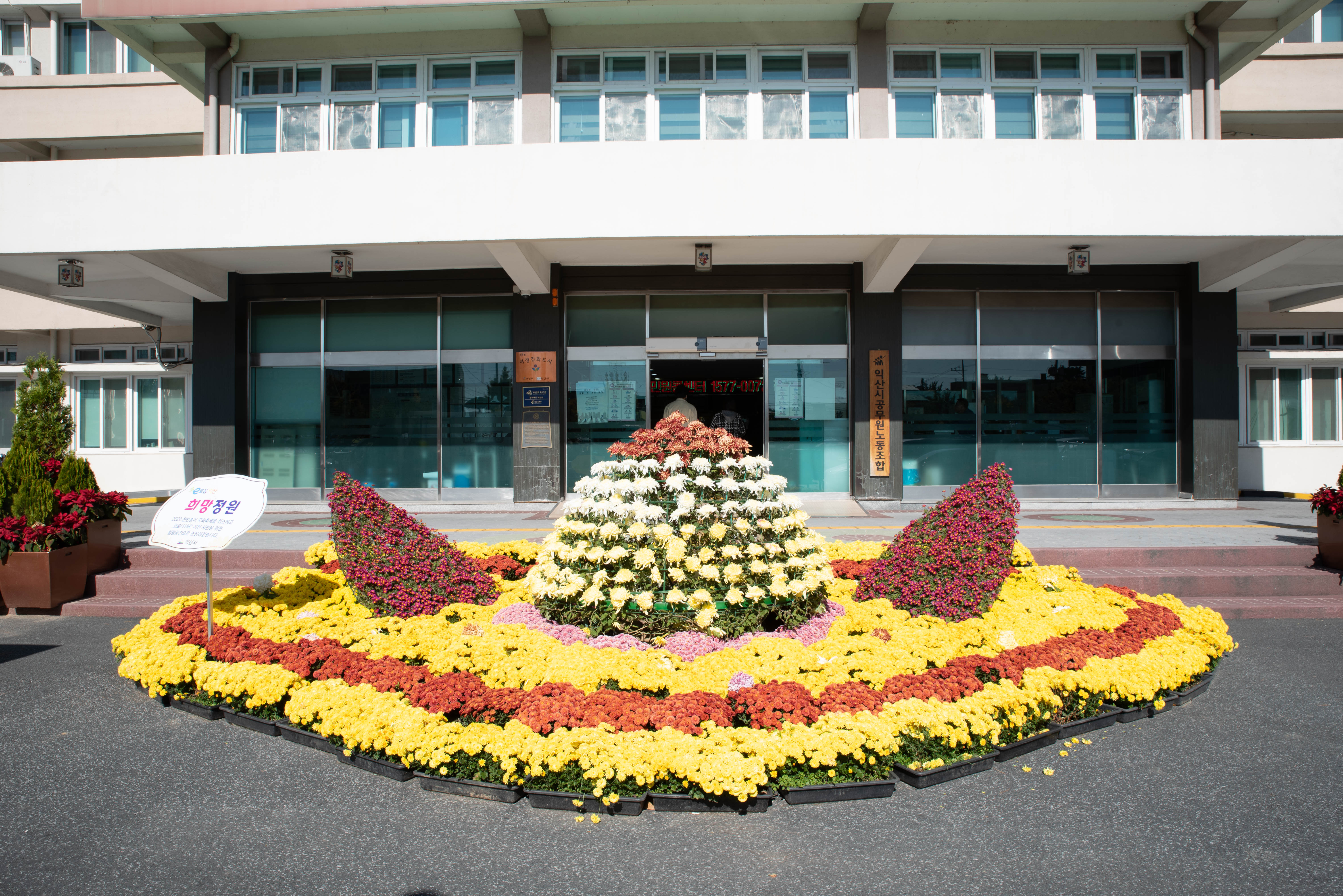 다이로움익산 국화전시 2020-익산시청 썸네일