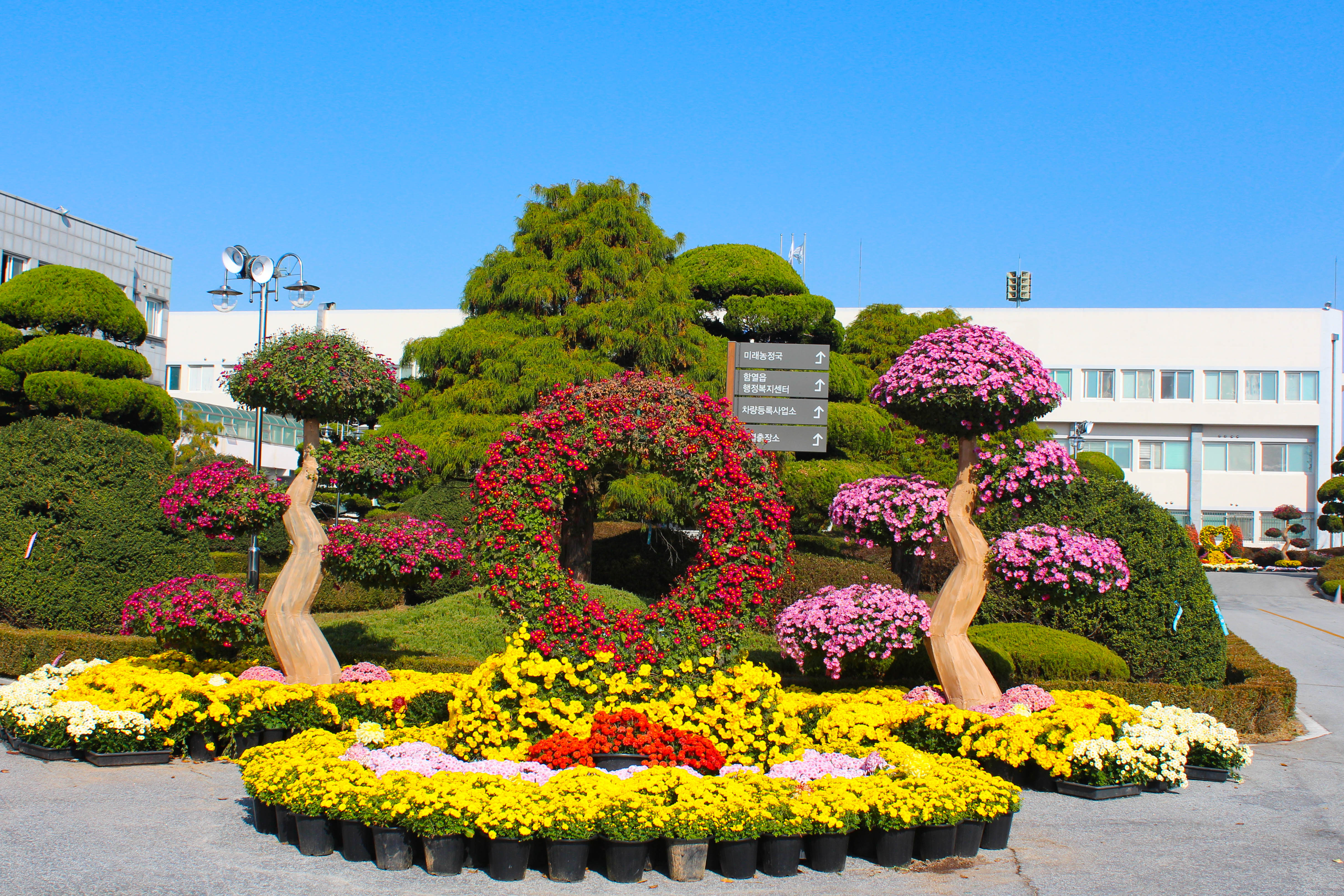 다이로움익산 국화전시 2020-북부청사 썸네일