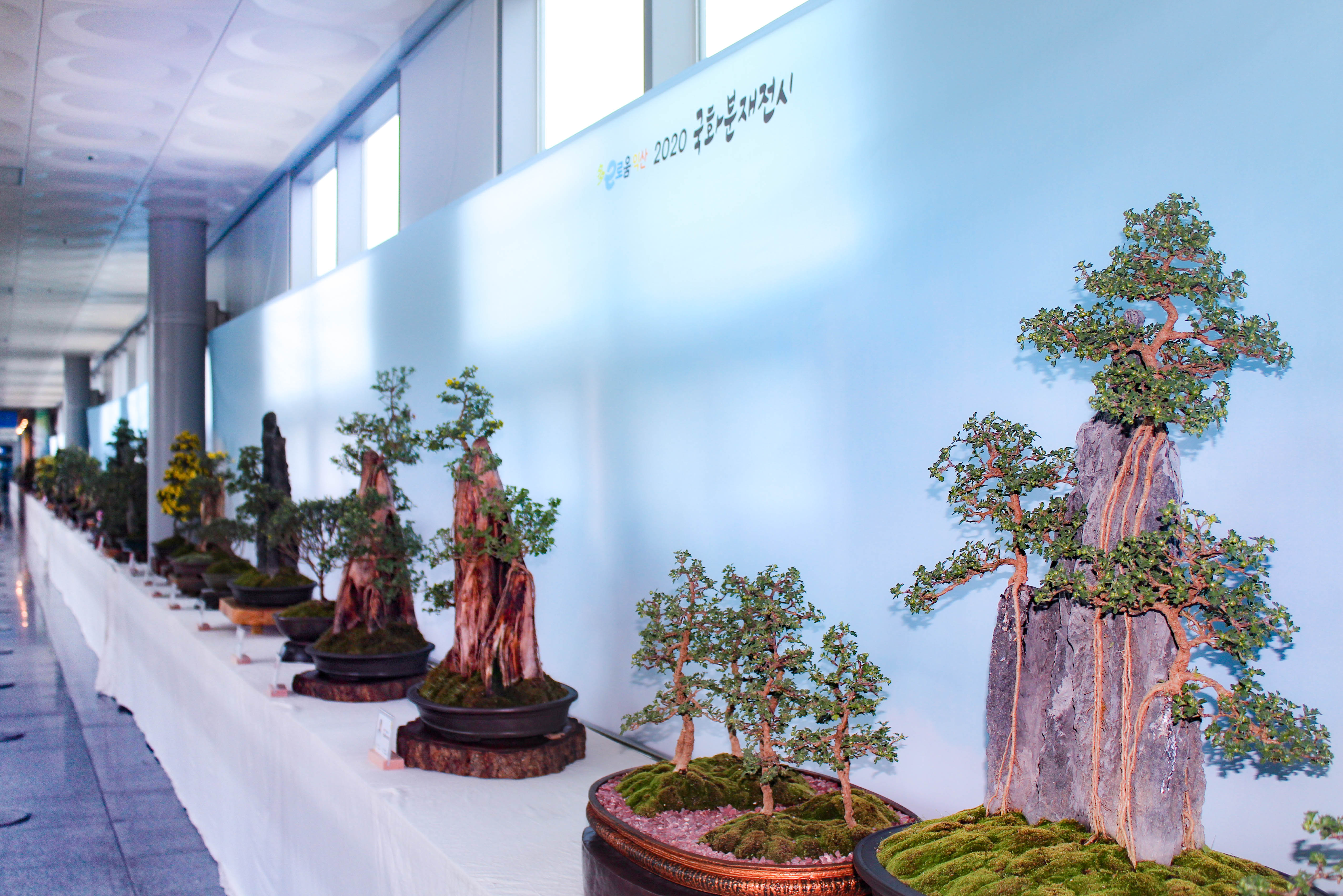 국화분재 전시회 2020 썸네일