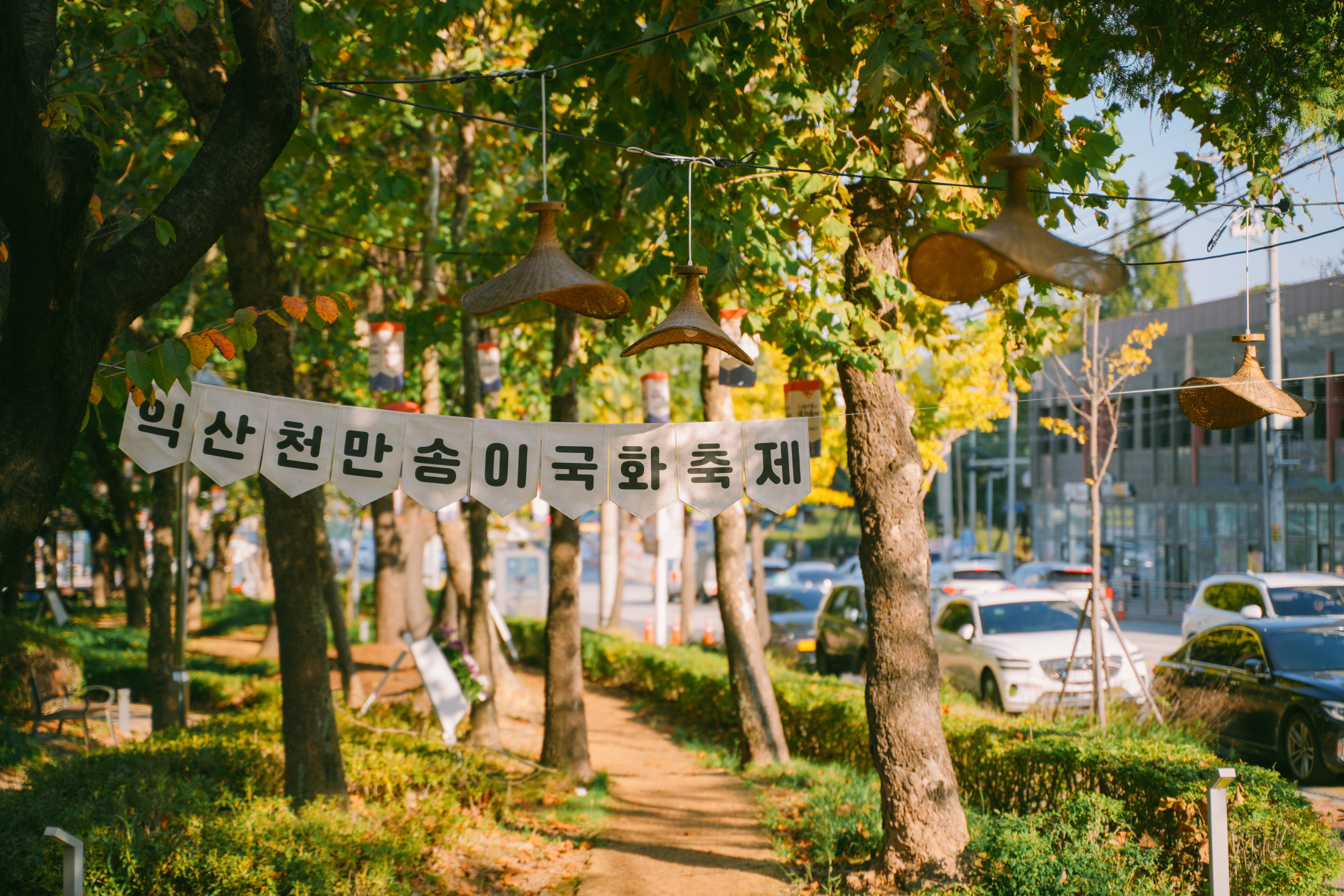제21회 익산 천만송이 국화축제 솜리빛단길 썸네일