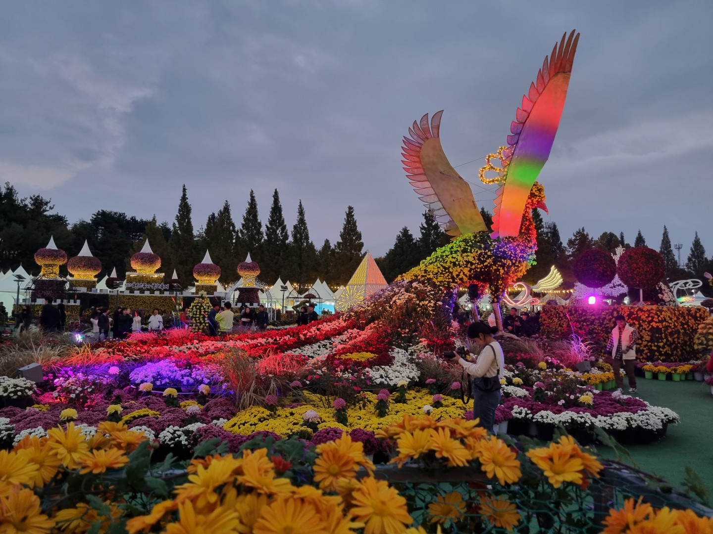 제22회 익산천만송이국화축제 야경 썸네일
