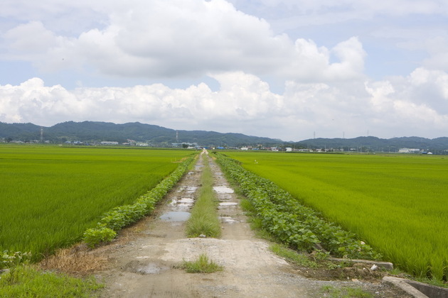 전북_익산시_익산둘레길_논을가르는둘레길.jpg