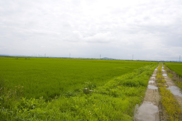 전북_익산시_익산둘레길_시골논길.jpg