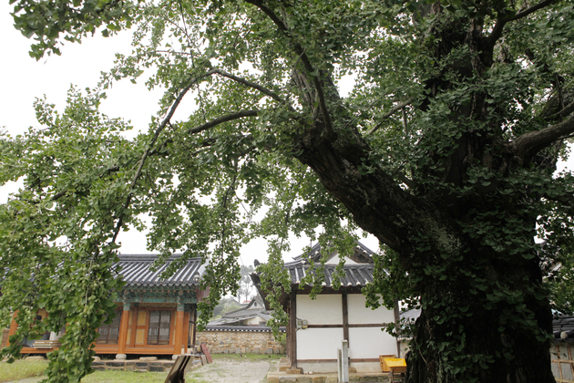 익산향교은행나무4.jpg