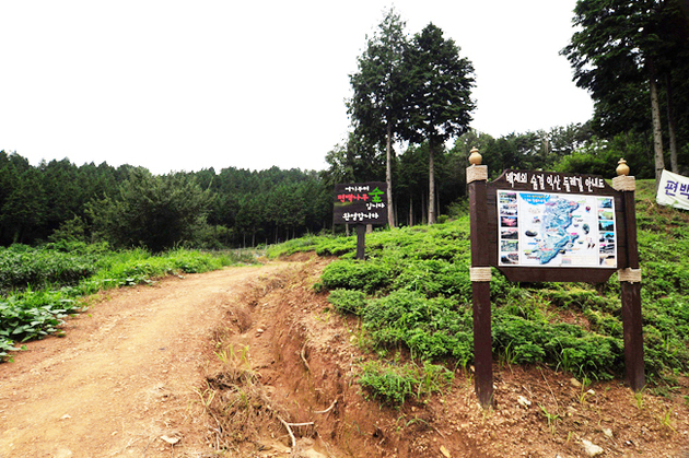 전북_익산시_두동편백마을7.jpg