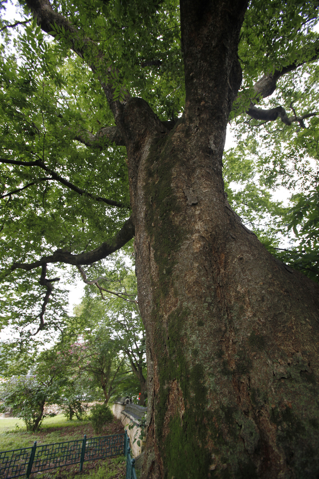 여산동헌느티나무.jpg