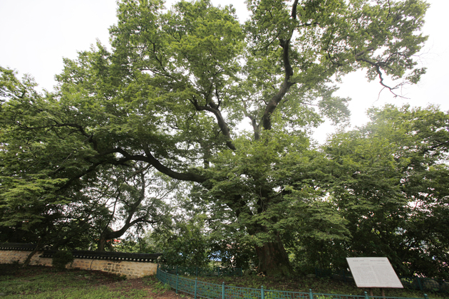 여산동헌느티나무8.jpg