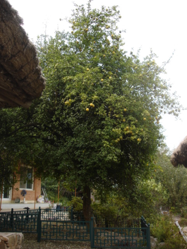 이병기생가탱자나무2.jpg
