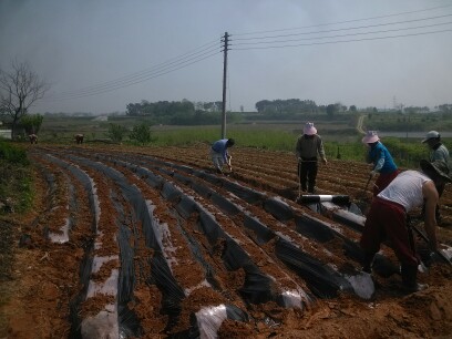 독거노인 돌봄이 망성면 주민자치위원회 고구마 심기 썸네일
