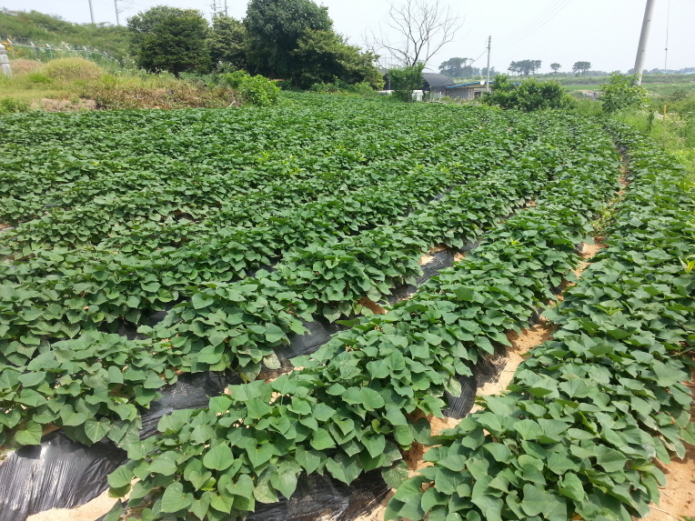 독거노인 돌봄이 망성면 주민자치위원회 고구마 심기 풍작을 기원하며 썸네일