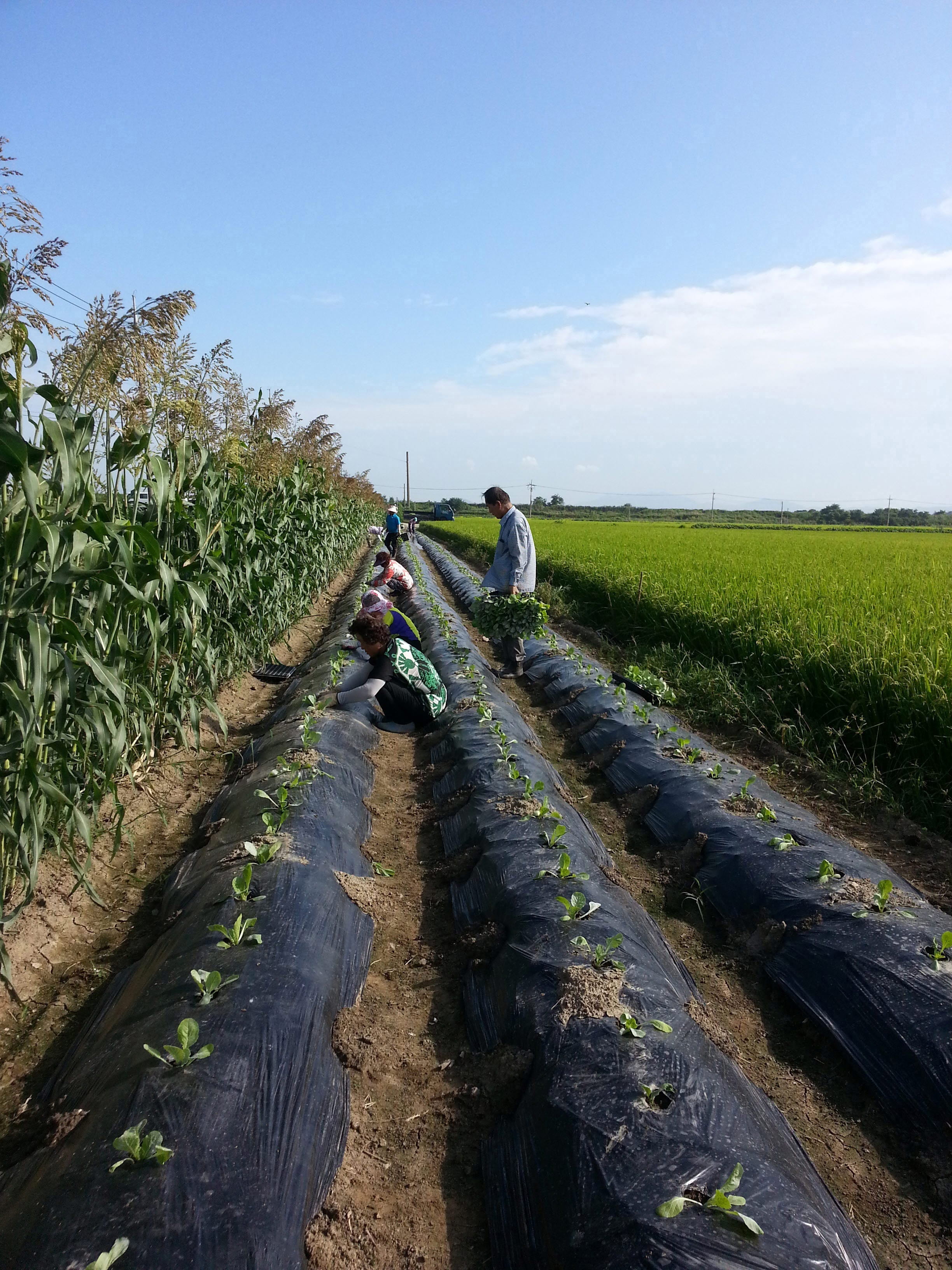 독거노인돕기 김장배추 식재현장 썸네일