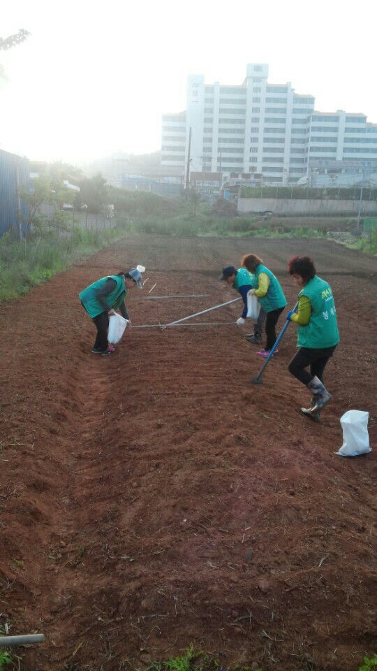 주민참여형 프로그램(꽃길가꾸기) 코스모스 모종 식재 썸네일
