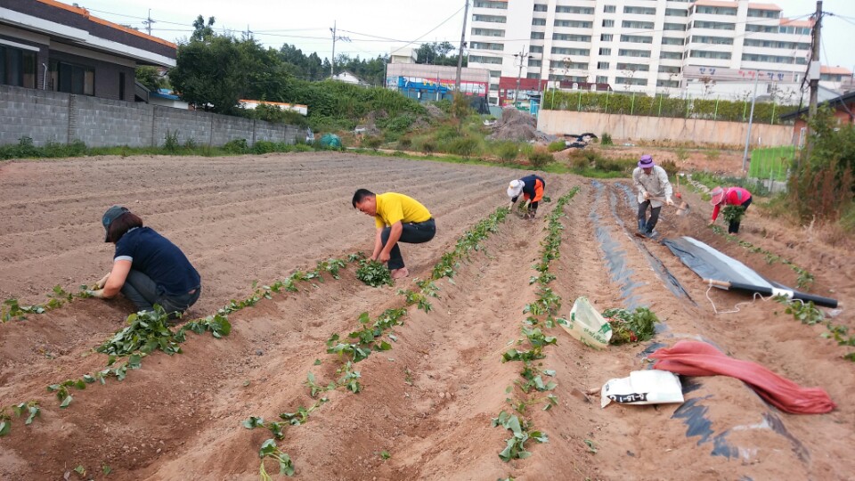 황등면 주민자치위원회 고구마 식재 사진 썸네일