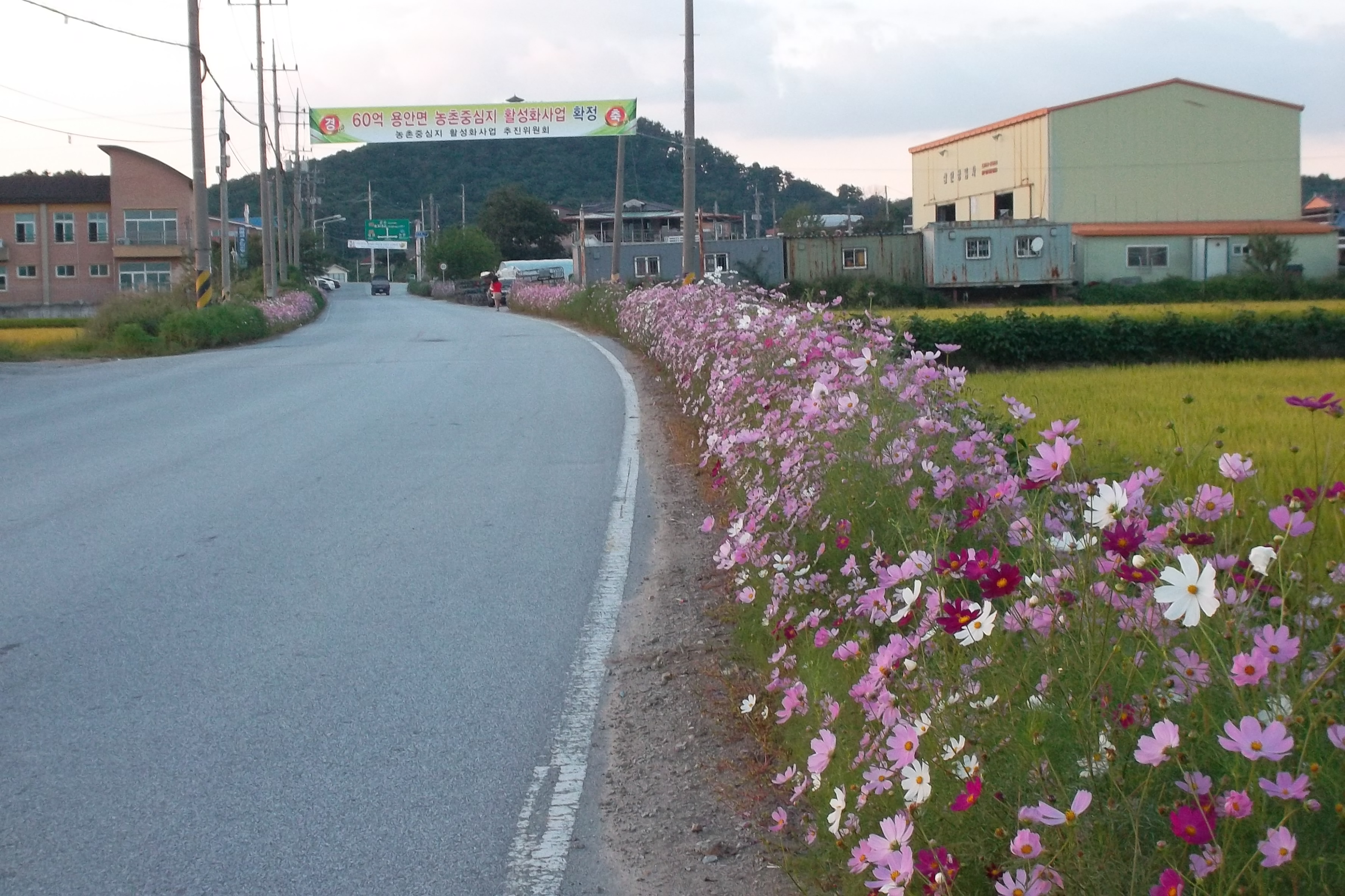 코스모스길 조성 (참여형 프로그램) 썸네일