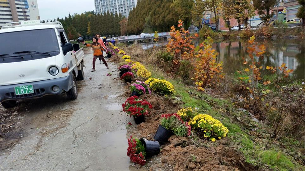 유천생태습지 진입로(대간선수로)변 국화식재 전개 썸네일