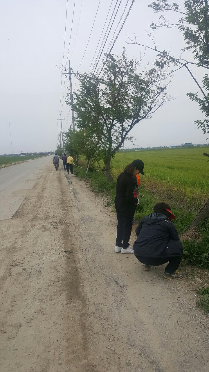 오산면 주민자치위원 코스모스 파종 사진 썸네일