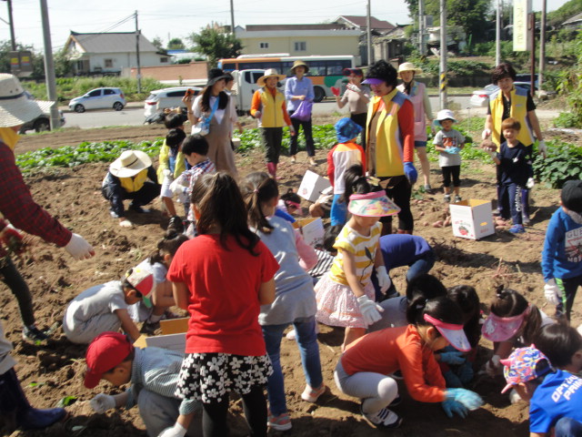 꼬마농부들의 사랑의 텃밭 고구마 캐기 썸네일