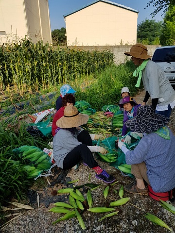 삼기면 주민자치 참여형 프로그램(옥수수 수확) 썸네일