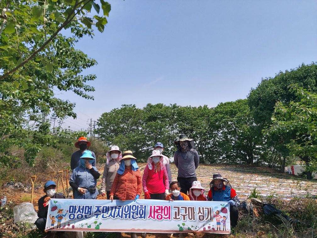 2021년 망성면 주민자치위원회 사랑의 고구마 심기 썸네일