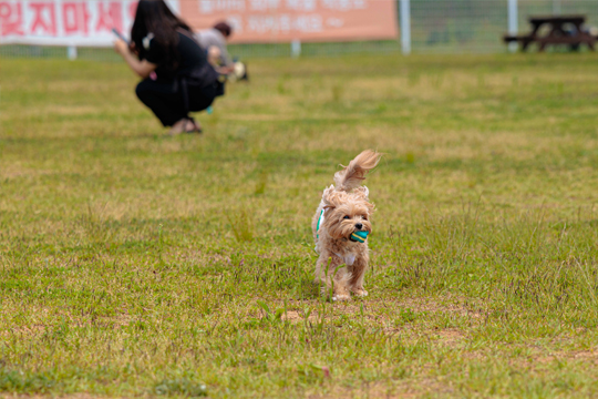 2025 익산 멍룡도그나루 캠프
