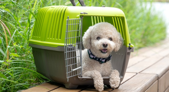 하드캐리어 - 강아지