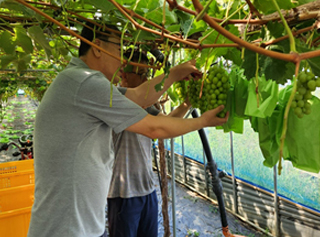 신규농업인 현장실습교육 지원 사진
