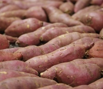 아이스 군고구마