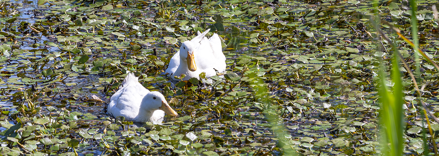 제9경 용안생태습지/웅포곰개나루