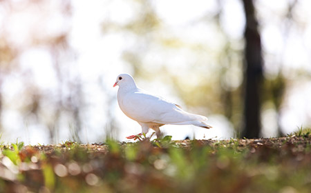 익산시의 시조 - 비둘기