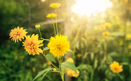 익산시의 시화 - 국화