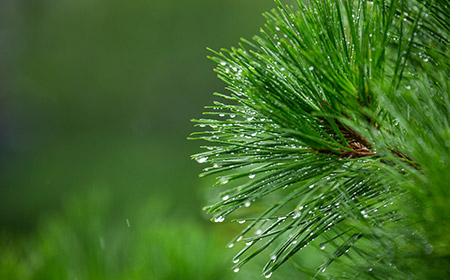 익산시의 시목 - 소나무