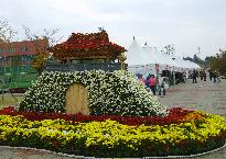 제6회익산천만송이국화축제