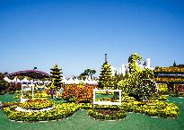 2018년 제15회 익산 천만송이 국화축제 사진11