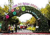 2019년 제16회 익산 천만송이 국화축제 사진6